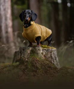 elbhunde dresden orbiloc gold hund