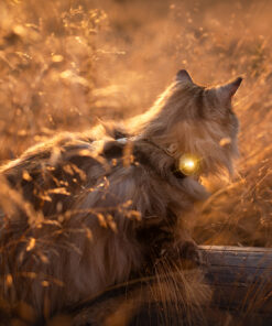 elbhunde orbiloc dog dual safety gold hund farbe