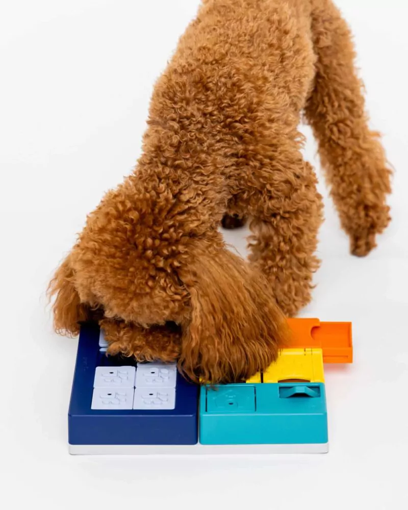 elbhunde dresden pawzler smarty set hund