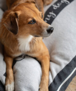 elbhunde dresden david fussenegger hundebett dackel home is hund