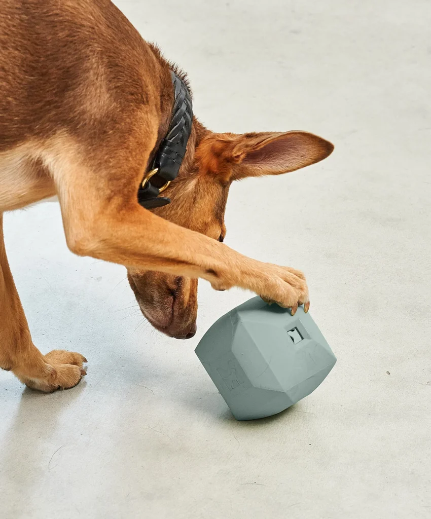 elbhunde dresden miacara dado himmel eucalyptus hund