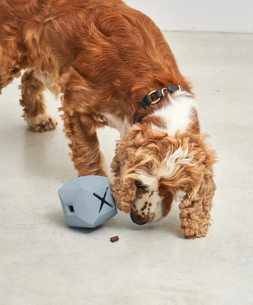 elbhunde dresden miacara dado himmel hund