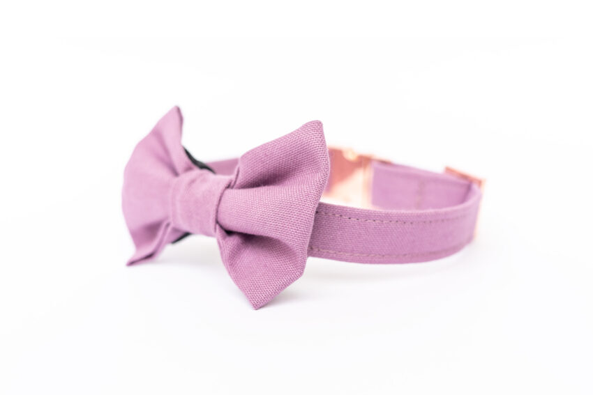 elbhunde dresden hundessa hundefliege orchidee seitlich