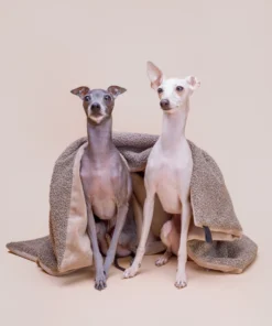 elbhunde dresden lillabel Decke Calm Eco Bouclé hund größe