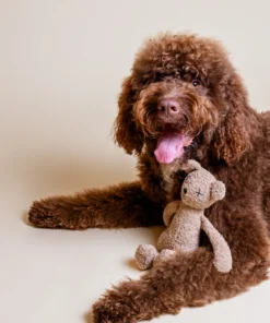 elbhunde dresden lillabel berty the bear hund