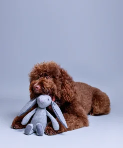 elbhunde dresden lillabel rupert the rabbit hund