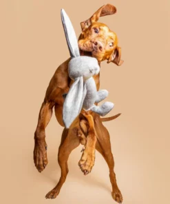 elbhunde dresden lillabel rupert the rabbit hund spielen