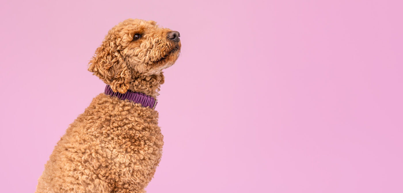 elbhunde biothane paracord halsband marvelous mauve maya oh my dog ohne