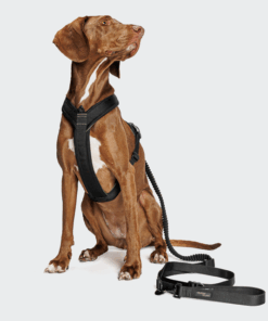 elbhunde cloud7 y 1 geschirr aktiv air mesh black hund sitzt leine