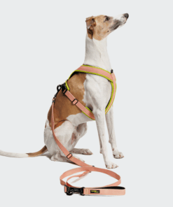 elbhunde cloud7 y 1 geschirr aktiv air mesh peach windhund sitzt leine