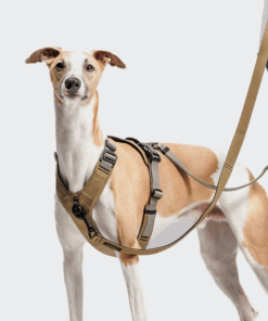 elbhunde cloud7 y 2 geschirr aktiv cordura khaki windhund detail