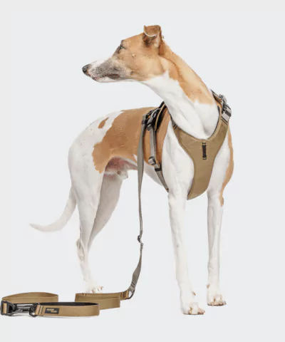 elbhunde cloud7 y 2 geschirr aktiv cordura khaki windhund leine