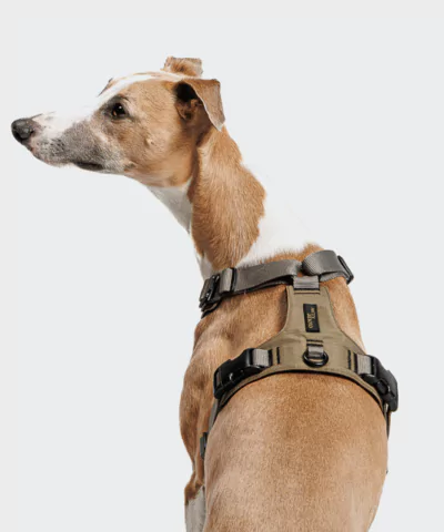 elbhunde cloud7 y 2 geschirr aktiv cordura khaki windhund ruecken