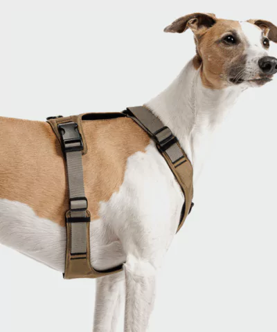 elbhunde cloud7 y 2 geschirr aktiv cordura khaki windhund seite