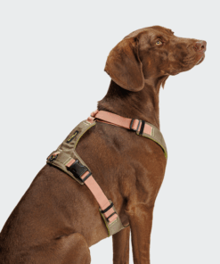 elbhunde cloud7 y 2 geschirr aktiv cordura peach hund seite