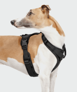 elbhunde cloud7 y 3 geschirr aktiv softshell black windhund