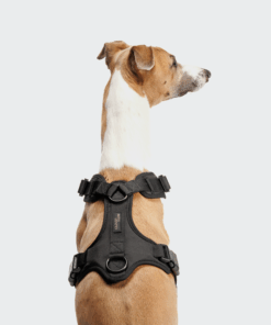 elbhunde cloud7 y 3 geschirr aktiv softshell black windhund ruecken