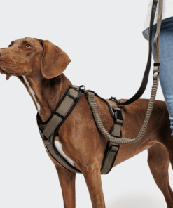 elbhunde cloud7 y 3 geschirr aktiv softshell olive hund joggingleine