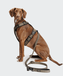 elbhunde cloud7 y 3 geschirr aktiv softshell olive hund seite