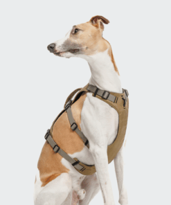 elbhunde cloud7 y sicherheitsgeschirr aktiv khaki grey windhund sitzt