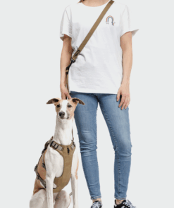 elbhunde cloud7 y sicherheitsgeschirr aktiv khaki grey windhund sitzt leine