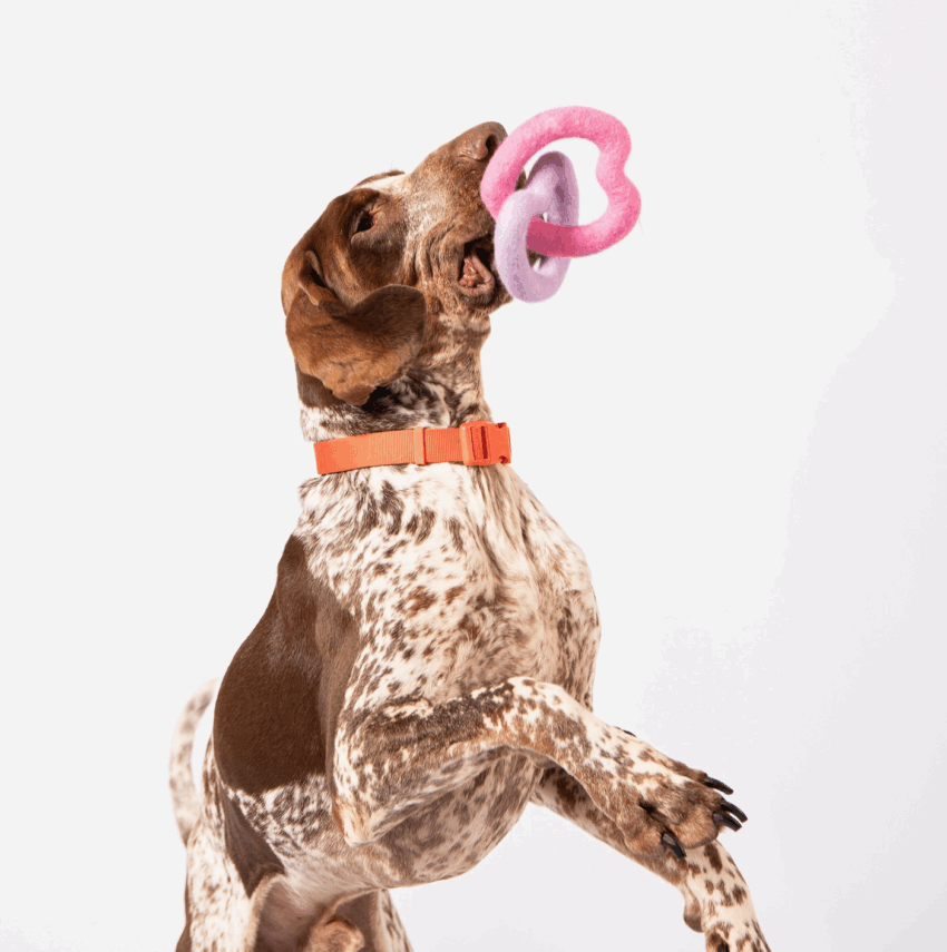 elbhunde awoo herzen aus bio wollfilz hund