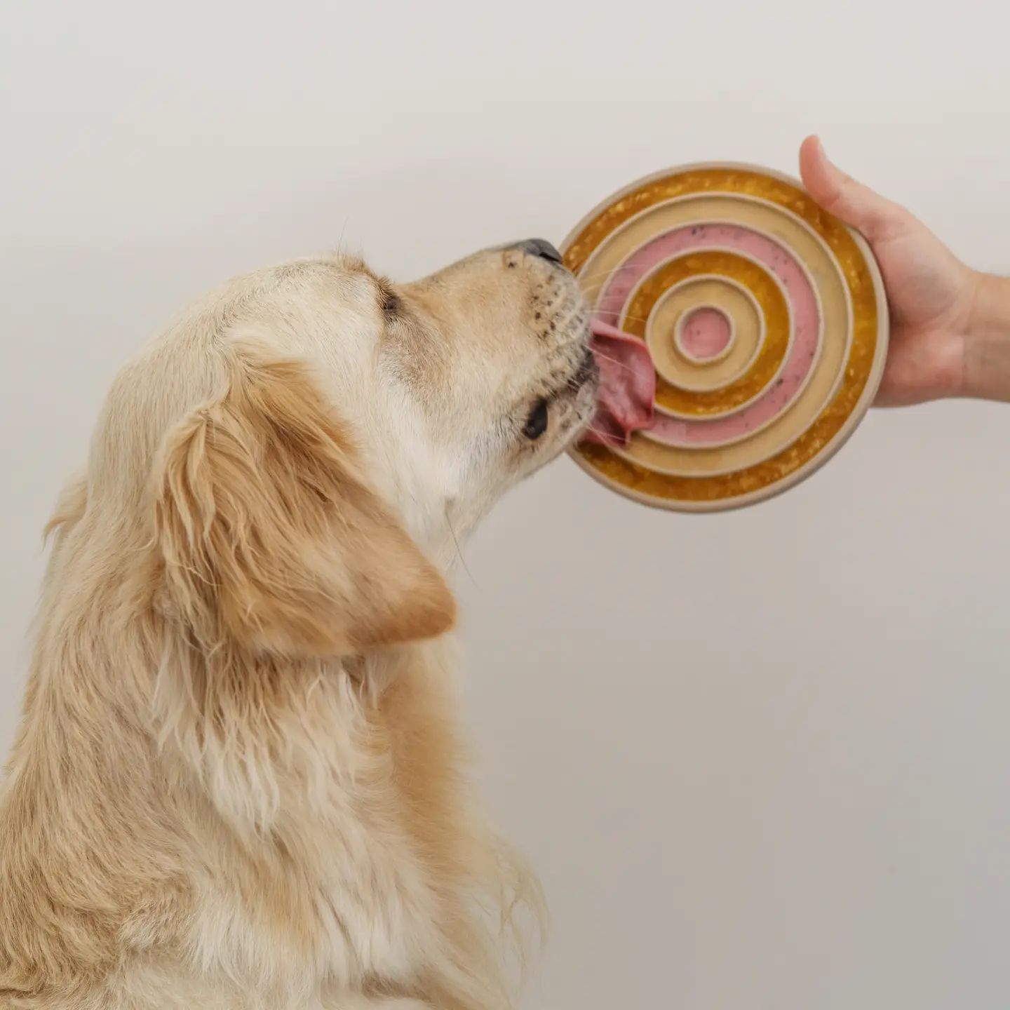 elbhunde lambwolf hundenapf bento 2 in 1 goldie schleckt