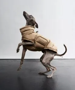 elbhunde cloud7 hundemantel alaska sandy brown hund