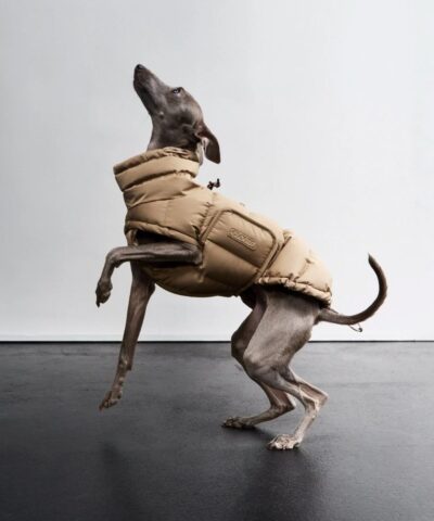 elbhunde cloud7 hundemantel alaska sandy brown hund