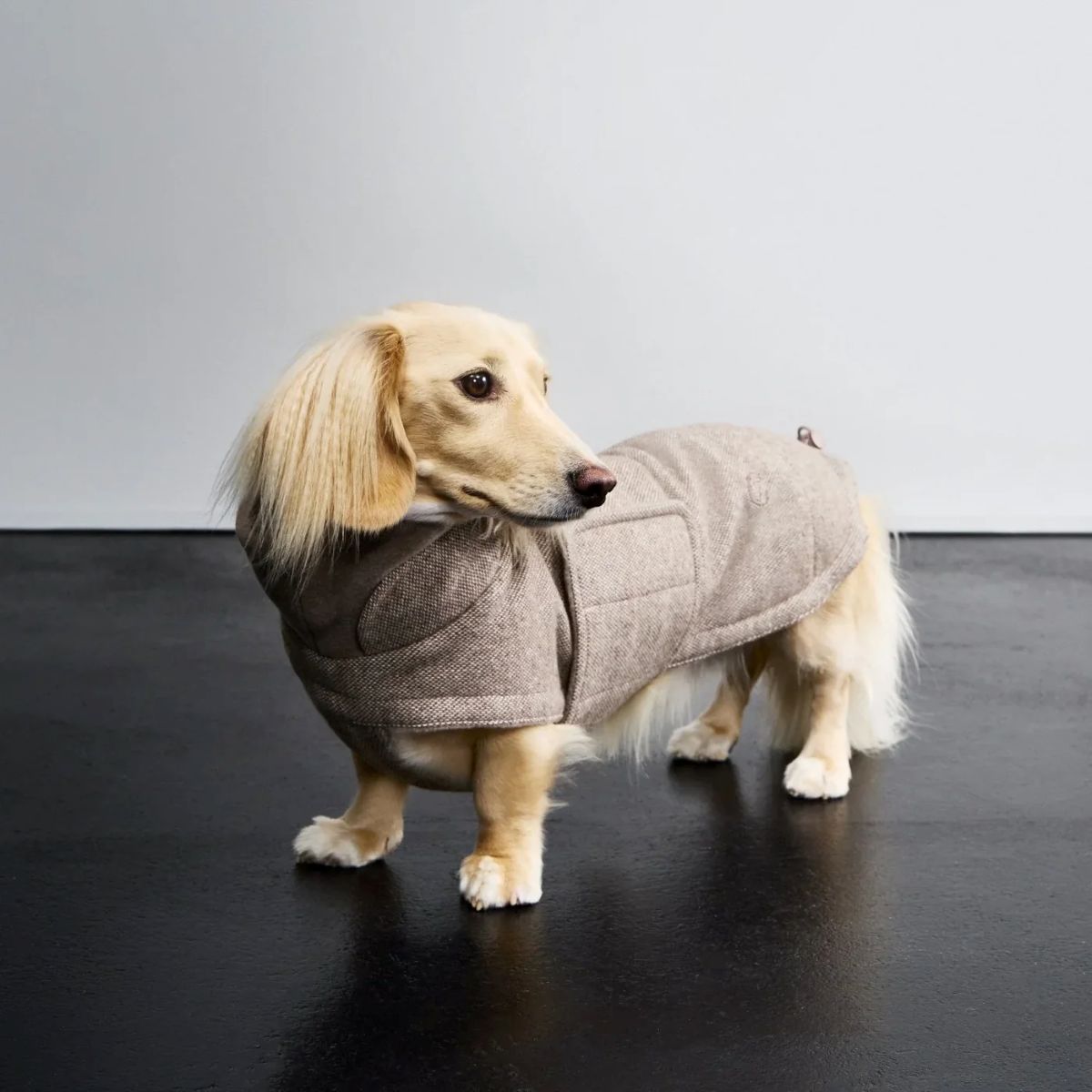 elbhunde cloud7 hundemantel brooklyn tweed beige dackel hund