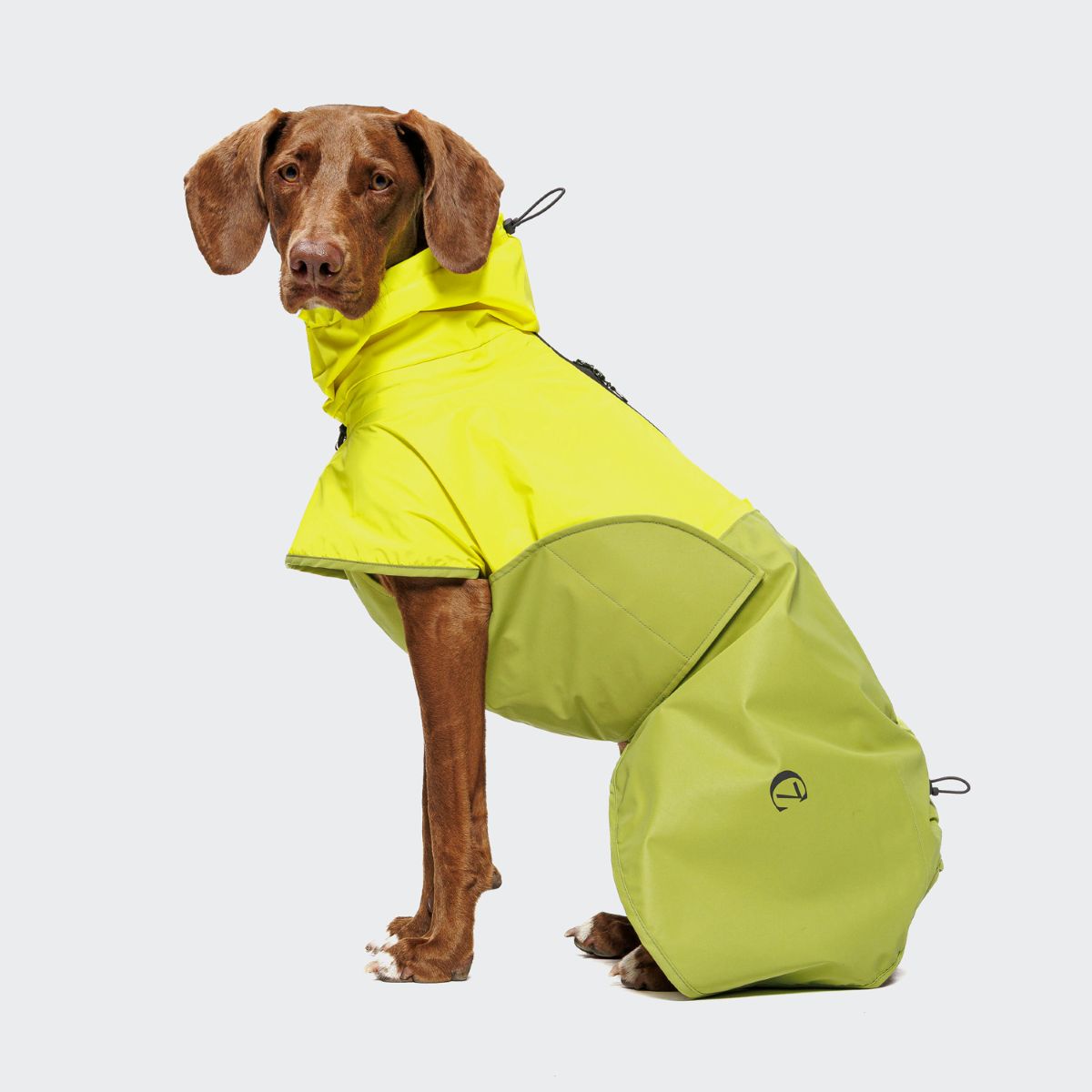 elbhunde cloud7 hunderegenmantel aktiv neongreen light olive hund sitzend