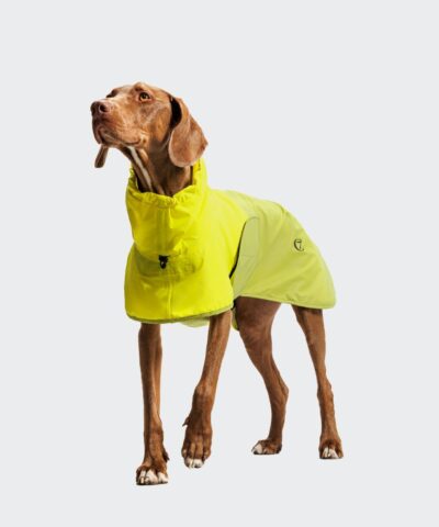 elbhunde cloud7 hunderegenmantel aktiv neongreen light olive hund steht