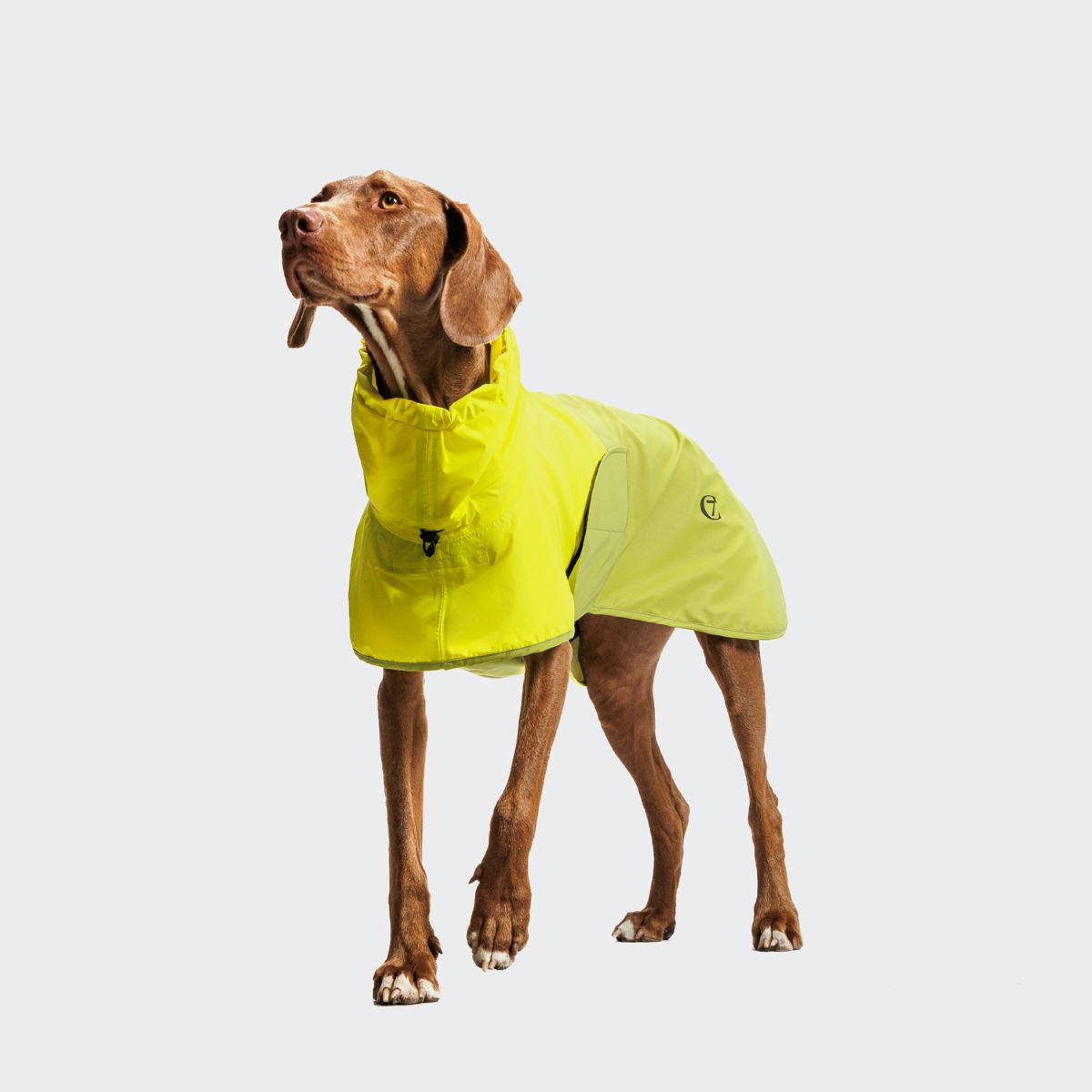 elbhunde cloud7 hunderegenmantel aktiv neongreen light olive hund steht