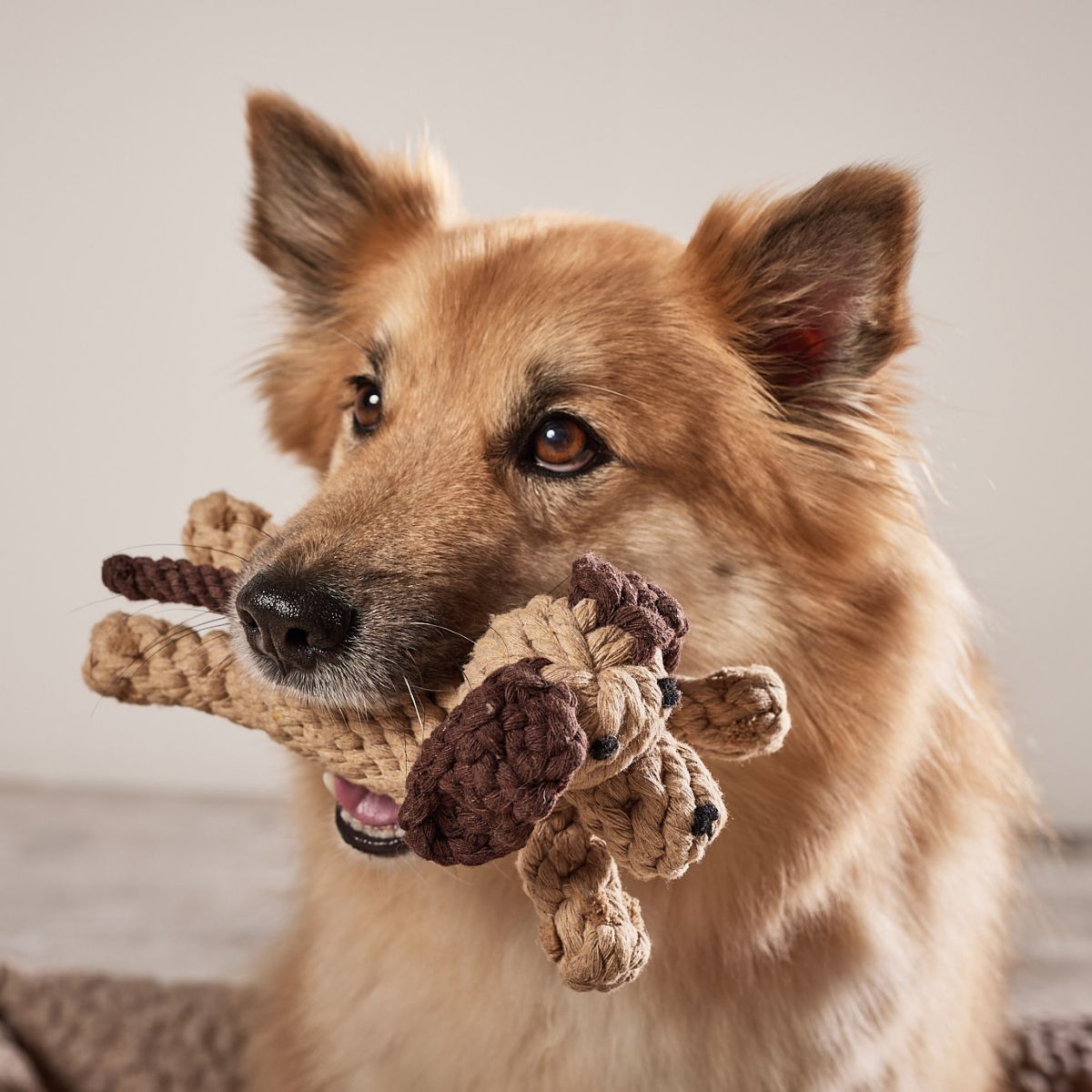 elbhunde laboni doggy dog grosser hund