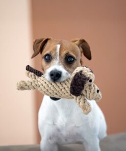 elbhunde laboni doggy dog kleiner hund