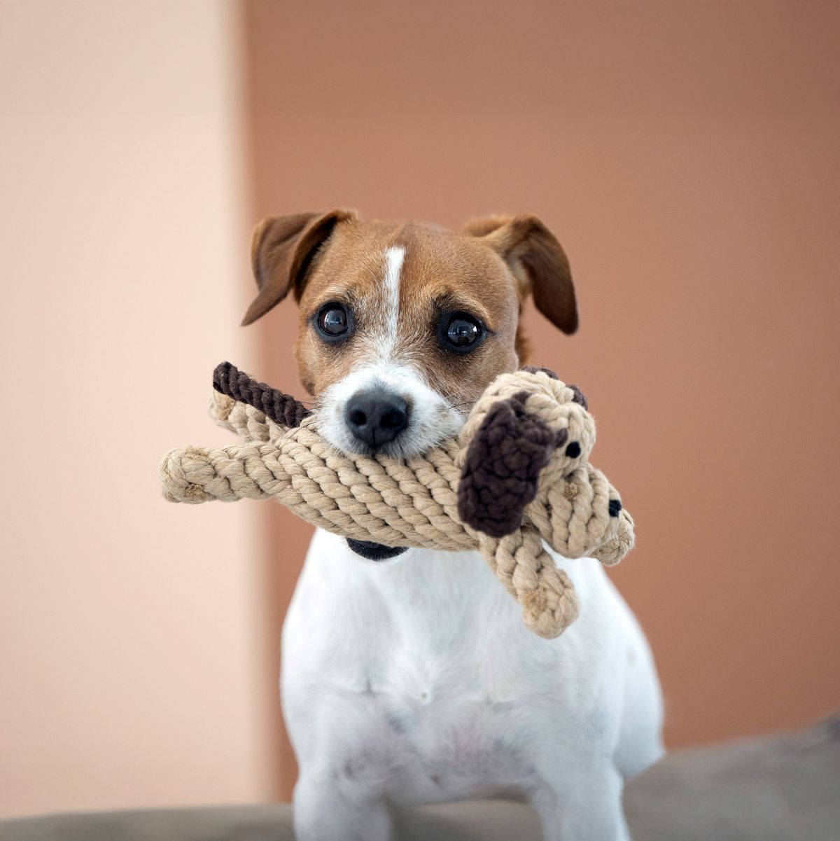 elbhunde laboni doggy dog kleiner hund