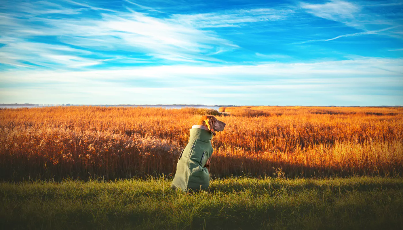 elbhunde cloud7 brooklyn fern green long beli herbstlandschaft