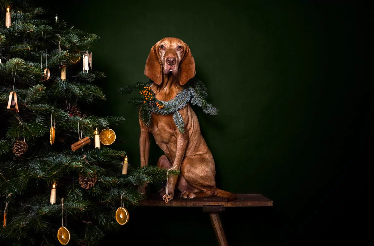 elbhunde-beli-weihnachten-baum-bank