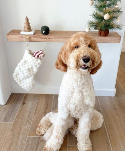 elbhunde lambwolf beschaeftigungsspielzeug fuer weihnachten mit quietschie nikolausstiefel hund