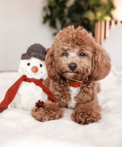 elbhunde lambwolf beschaeftigungsspielzeug fuer weihnachten mit quietschie schneemann hund