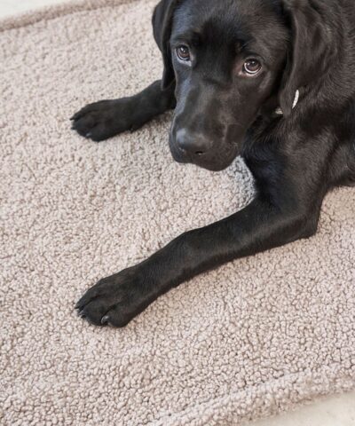 elbhunde miacara hundedecke senso hund vorne