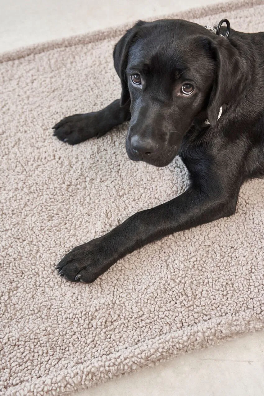 elbhunde miacara hundedecke senso hund vorne