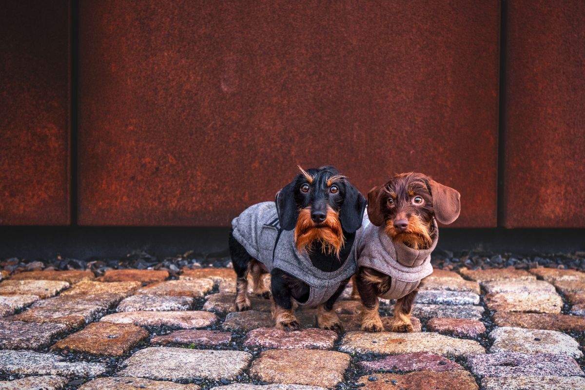 elbhunde theo willi brooklyn dackel tweed black beige